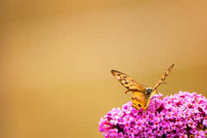 Butterfly Aesthetic pictures — MacBook Pro 14 Wallpaper