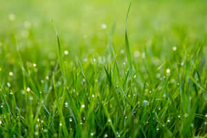 Green Nature background — MacBook Air M2 Wallpaper
