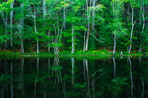 Green Nature background — MacBook Pro M4 Wallpaper