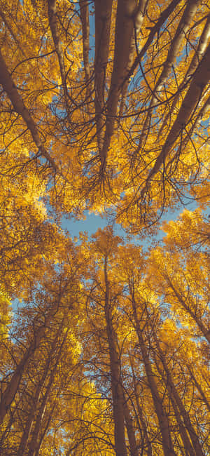 Trees Iphone — Pixel 8a Wallpaper