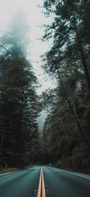 Trees Iphone — Floral iPhone Wallpaper