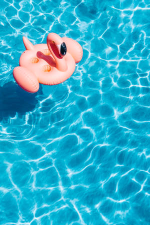 Inflatable flamingo sa isang pool na wallpaper