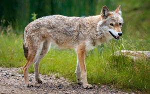Light brown fox in summer wallpaper.