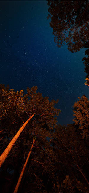 Stars at night in forest iPhone 11 wallpaper.