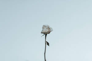 Estetika ng Puting Rosas
