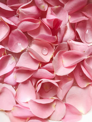 Estetika ng Rosas na May Kulay Rosas na Mga Talulot