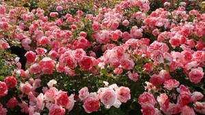 Estetika ng Rosas na Rosas