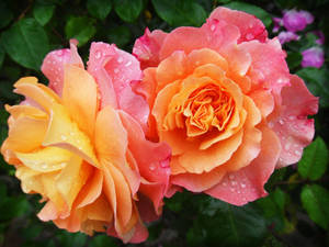 Estetikang Dilaw at Rosas na Rosas