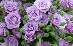 Estetikang Lilac Rose