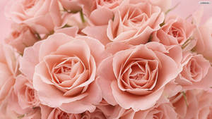 Estetikang Rosas na Kulay Rosas