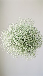 Parang ulap na kumpol ng baby's breath, malambot na puti at berde, minimalistic at dalisay.