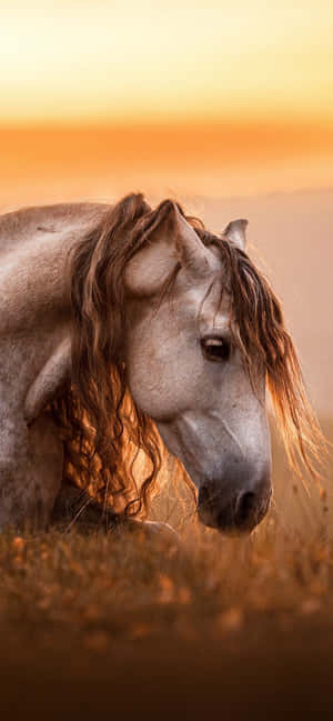 Beautiful Horse Iphone — Samsung S23 Wallpaper