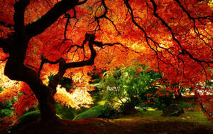Taglagas na wallpaper ng punong kahel na may magandang mga sanga.