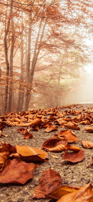 Iphone Xs Max Autumn Background — iPhone 13 Pro Wallpaper
