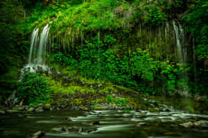 Green Nature background — MacBook Air M3 Wallpaper
