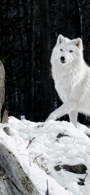Wolf Iphone [wallpaper] — iPhone 16e Wallpaper