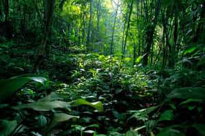 Jungle pictures — MacBook Air 15 Wallpaper
