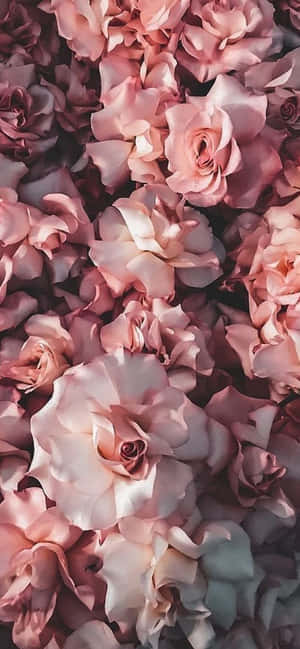 Iphone Flowers — Xiaomi 14 Ultra Wallpaper