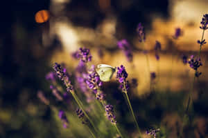 Butterfly Aesthetic pictures — MacBook Pro M3 Wallpaper