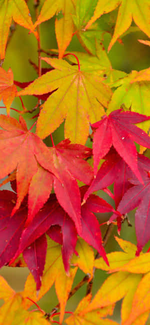 Iphone Xs Max Autumn Background — iPhone 14 Pro Wallpaper