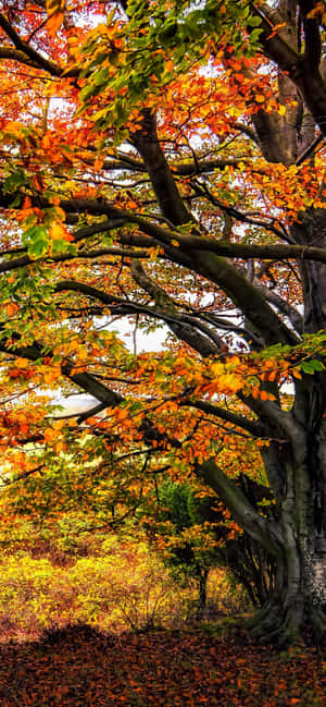 Iphone Xs Max Autumn Background — iPhone 18 Pro Wallpaper