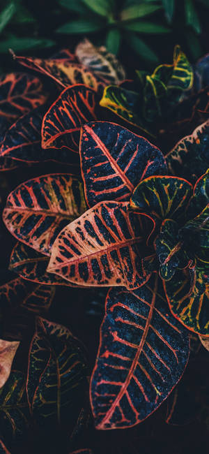 Plants Iphone — Galaxy A35 Wallpaper