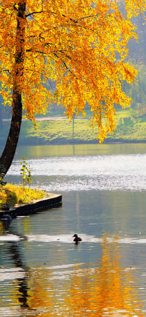 Iphone Xs Max Autumn Background — iPhone 12 Pro Max Wallpaper
