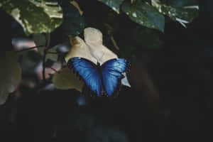 Butterfly Aesthetic pictures — MacBook Air M2 Wallpaper