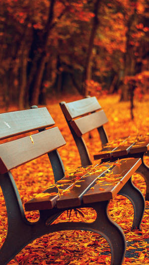 Orange Leaves During Fall wallpaper