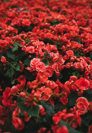 Red wallpaper ng bunch ng red petaled flowers sa isang field. — OnePlus Pad 3 Wallpaper