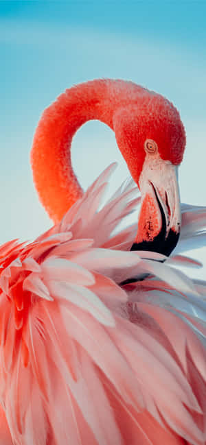 Photography Flamingo Iphone — Floral iPhone Wallpaper