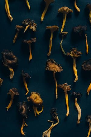 Flatlay na Pinatuyong Kabute Aesthetic — Mushroom Aesthetic Wallpaper
