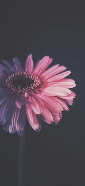 Flower Iphone Pictures — Floral iPhone Wallpaper