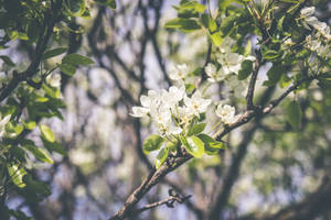 Flowers during spring season wallpaper
