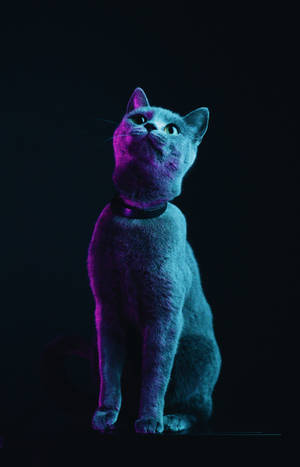 Fluffy gray cat wallpaper — RedMagic Tablet Wallpaper
