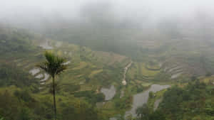Foggy Banaue Rice Terraces sa Pilipinas