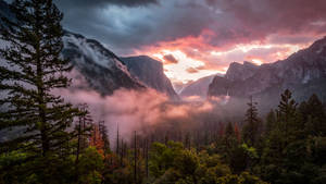 Mistang Kagubatan na Landscape wallpaper