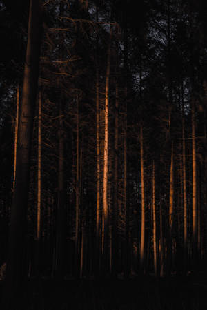 Kagubatan Dim — Forest Wallpaper