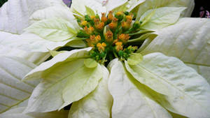Freedom White Poinsettia wallpaper — Studio Display Wallpaper
