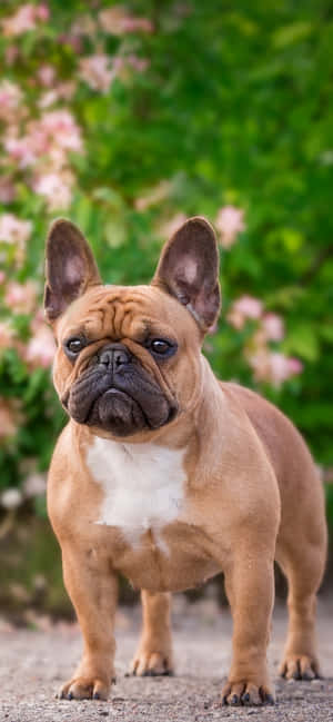 French Bulldog Sa Park — iPhone 13 Mini Wallpaper
