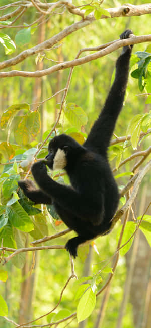 Iphone Xs Max Gibbon Background