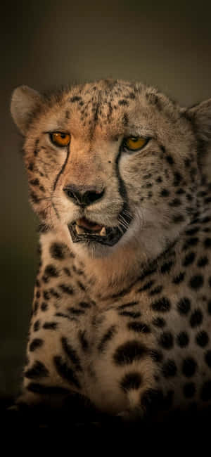 Cheetah Iphone — iPhone 17 Pro Wallpaper