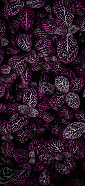 Plants Iphone — Galaxy A16 Wallpaper