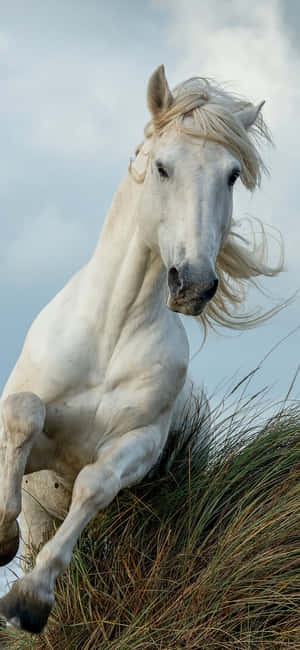 Beautiful Horse Iphone — iPhone 11 Pro Wallpaper
