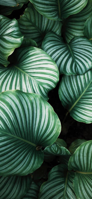 Plants Iphone — Floral iPhone Wallpaper