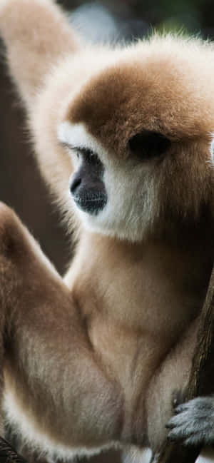 Iphone Xs Max Gibbon Background