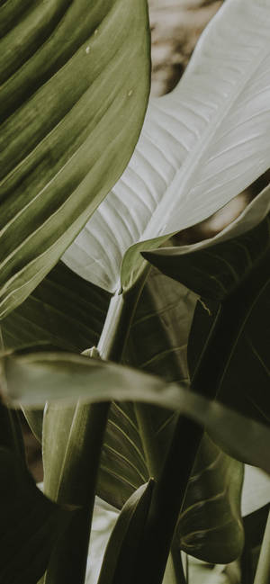 Plant Iphone — Galaxy A16 Wallpaper