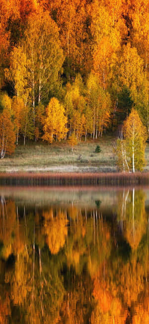 Iphone Xs Max Autumn Background — iPhone 15 Plus Wallpaper