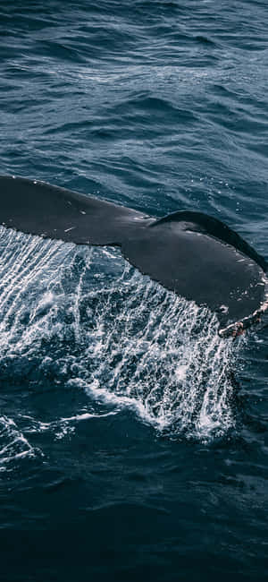 Animals Iphone — iPhone 17 Pro Wallpaper