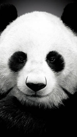 Giant Panda Iphone 6